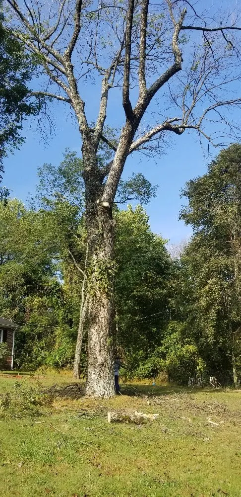 Affordable outdoor landscaping in Front Royal, VA - Beaver Tree Service
