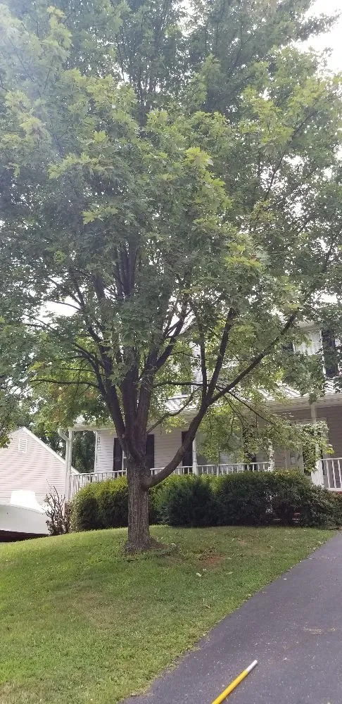 Reliable yard cleanup service with custom design in Front Royal, VA by Beaver Tree Service