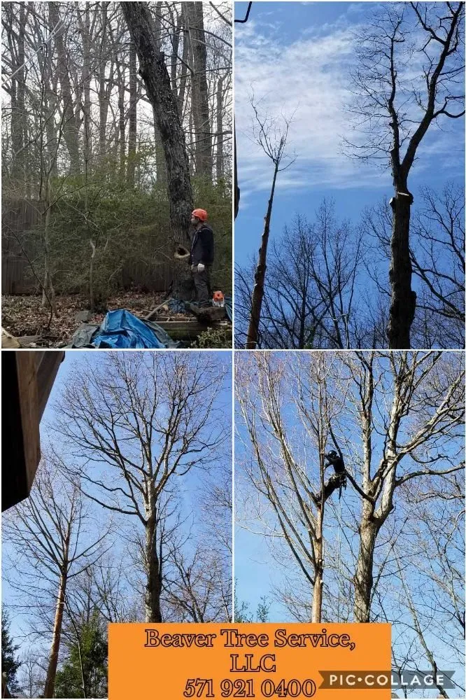 Reliable lawn care service for residential properties across Front Royal, VA - Beaver Tree Service