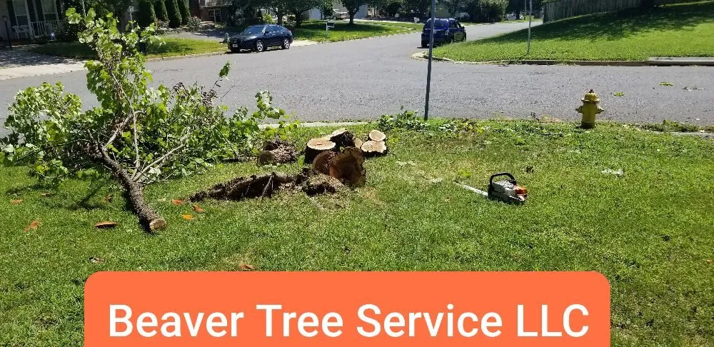 Affordable landscaping services in Front Royal, VA by Beaver Tree Service