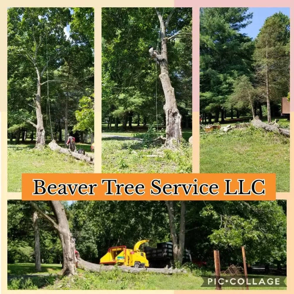 Expert lawn care service in Front Royal, VA by Beaver Tree Service