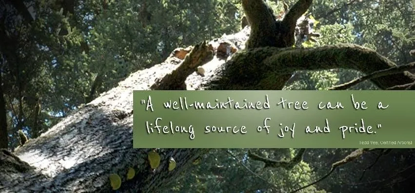 Local lawn care service in Cornelius, OR - Beaver Tree Service Inc