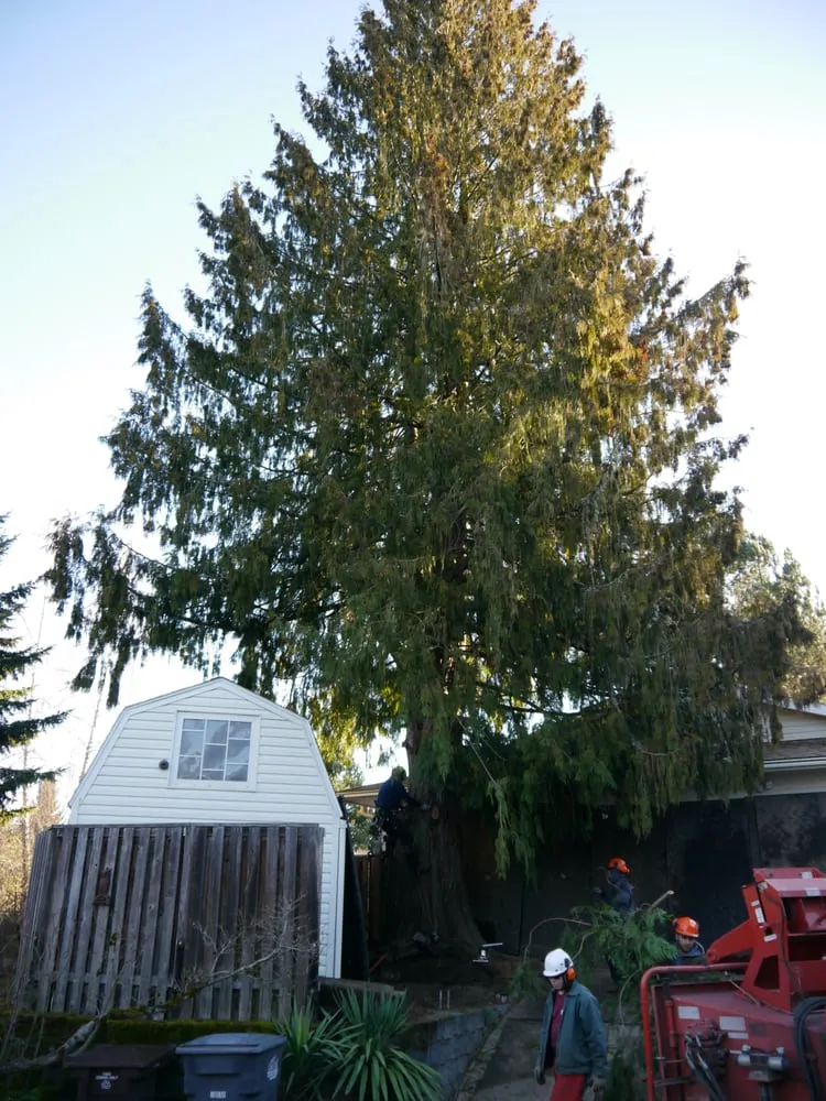 Custom landscape installation in Cornelius, OR - Beaver Tree Service Inc