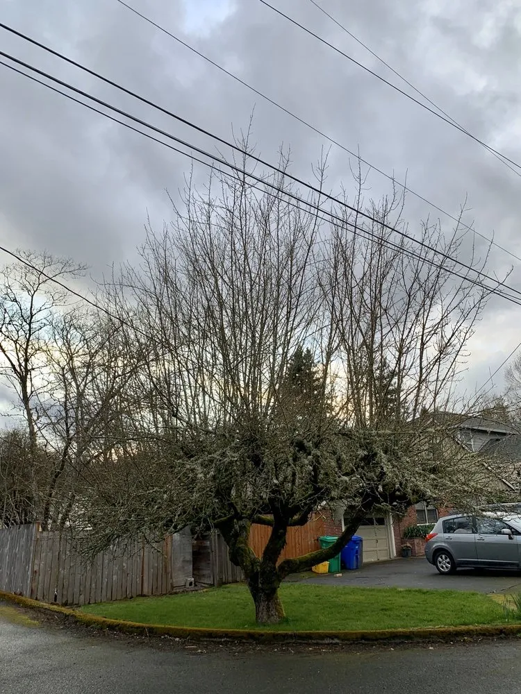 Local yard cleanup service in Cornelius, OR by Beaver Tree Service Inc