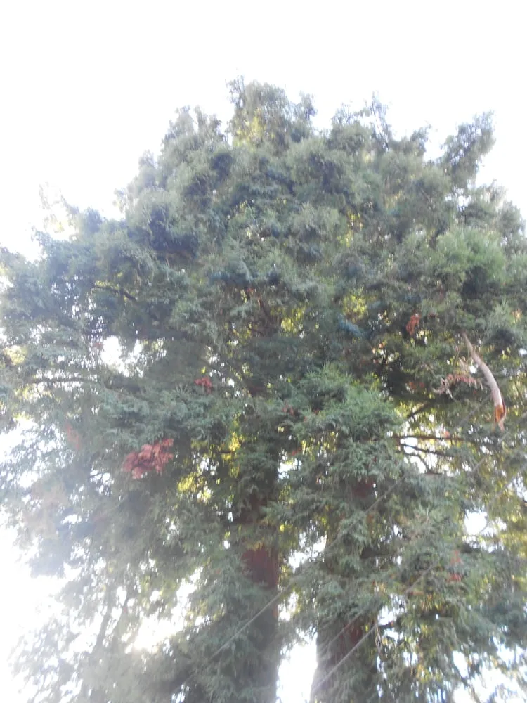 Custom landscape design in Cornelius, OR by Beaver Tree Service Inc