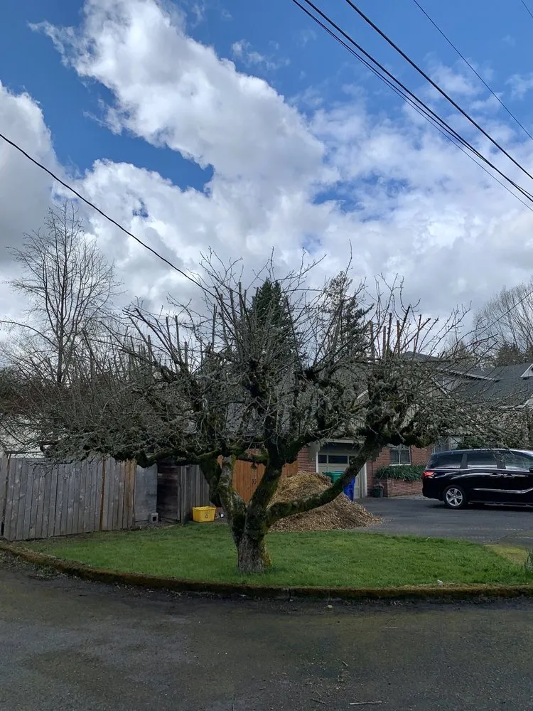 Trusted yard cleanup service in Cornelius, OR by Beaver Tree Service Inc