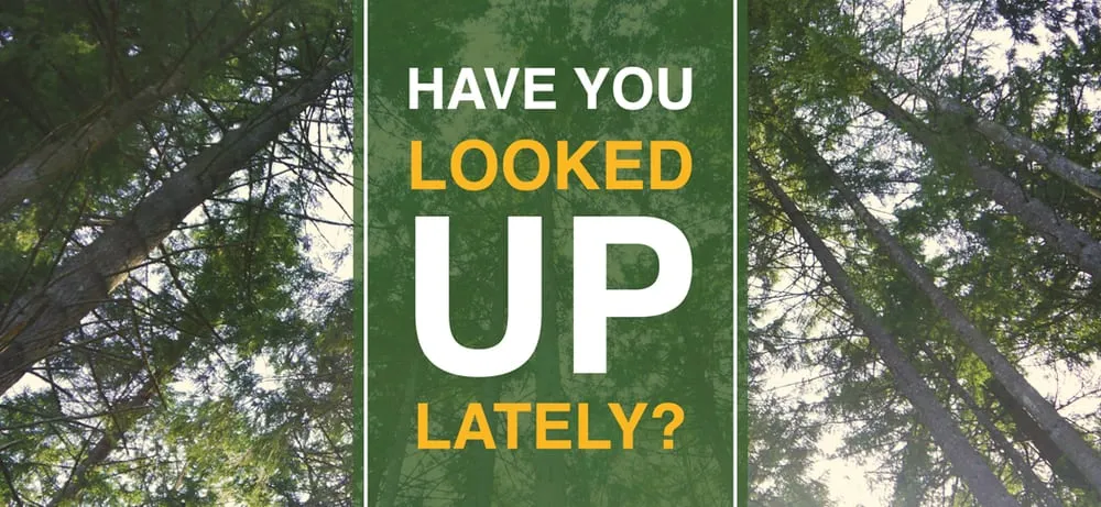 Reliable yard cleanup service in Cornelius, OR - Beaver Tree Service Inc