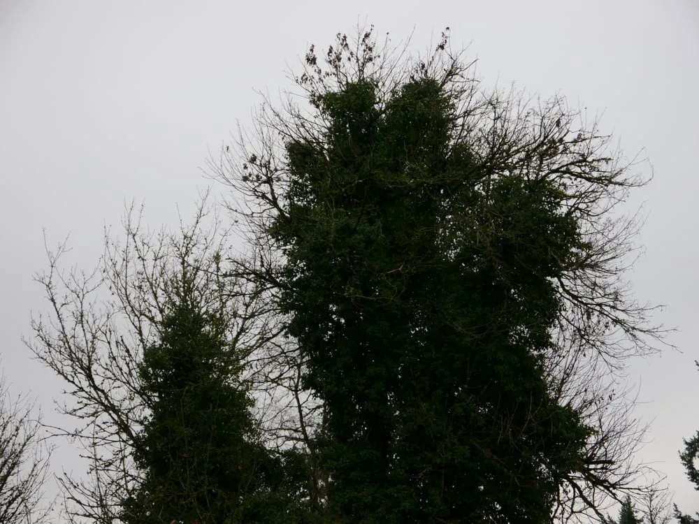 Professional landscape installation for year-round maintenance in Cornelius, OR by Beaver Tree Service Inc