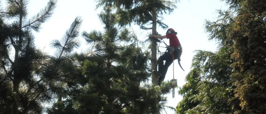 Affordable yard maintenance with custom design in Atlanta, GA by Beaver Tree Services