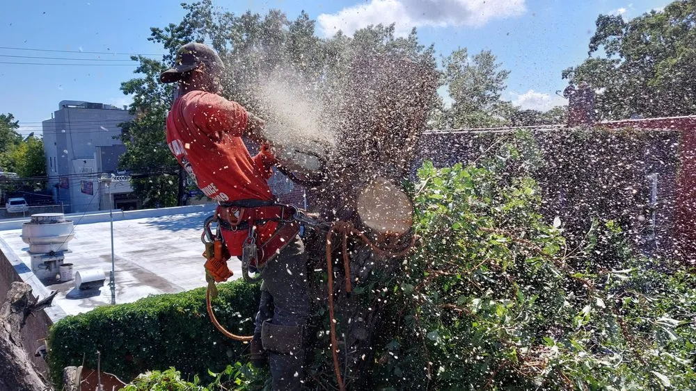 Custom yard maintenance for beautiful yards in Glen Cove, NY by Beaver Tree Services