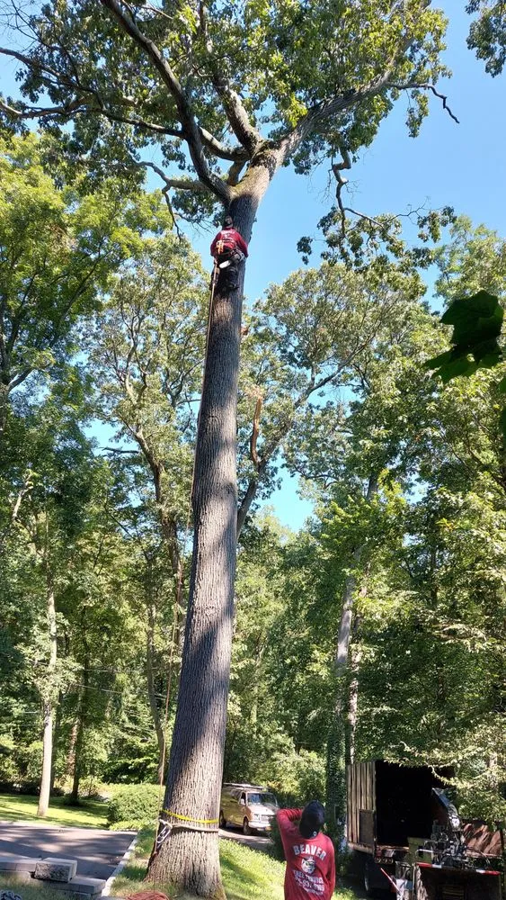 Professional landscape design for homes in Glen Cove, NY by Beaver Tree Services