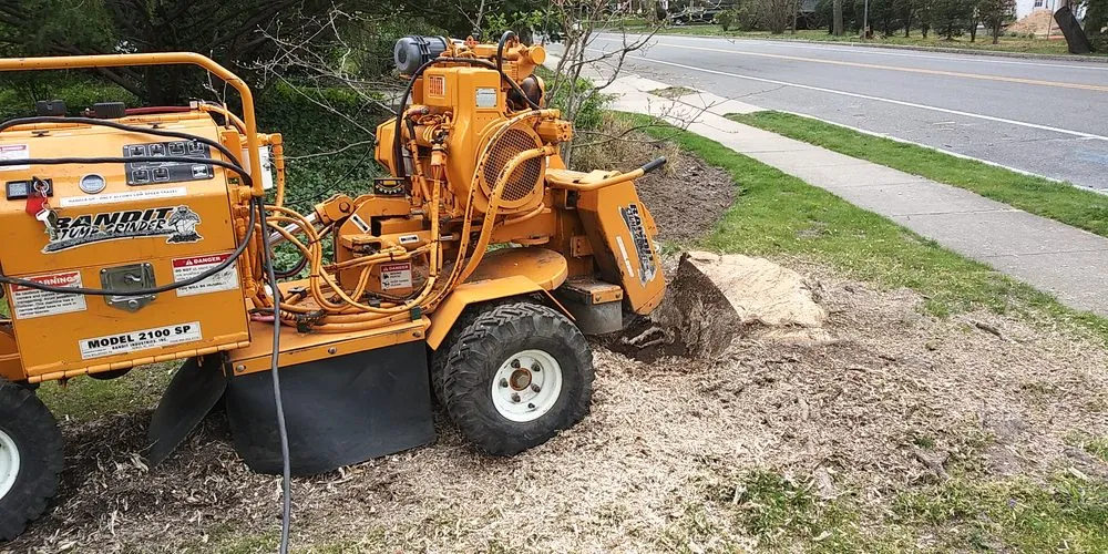 Reliable yard cleanup service experts serving Glen Cove, NY - Beaver Tree Services