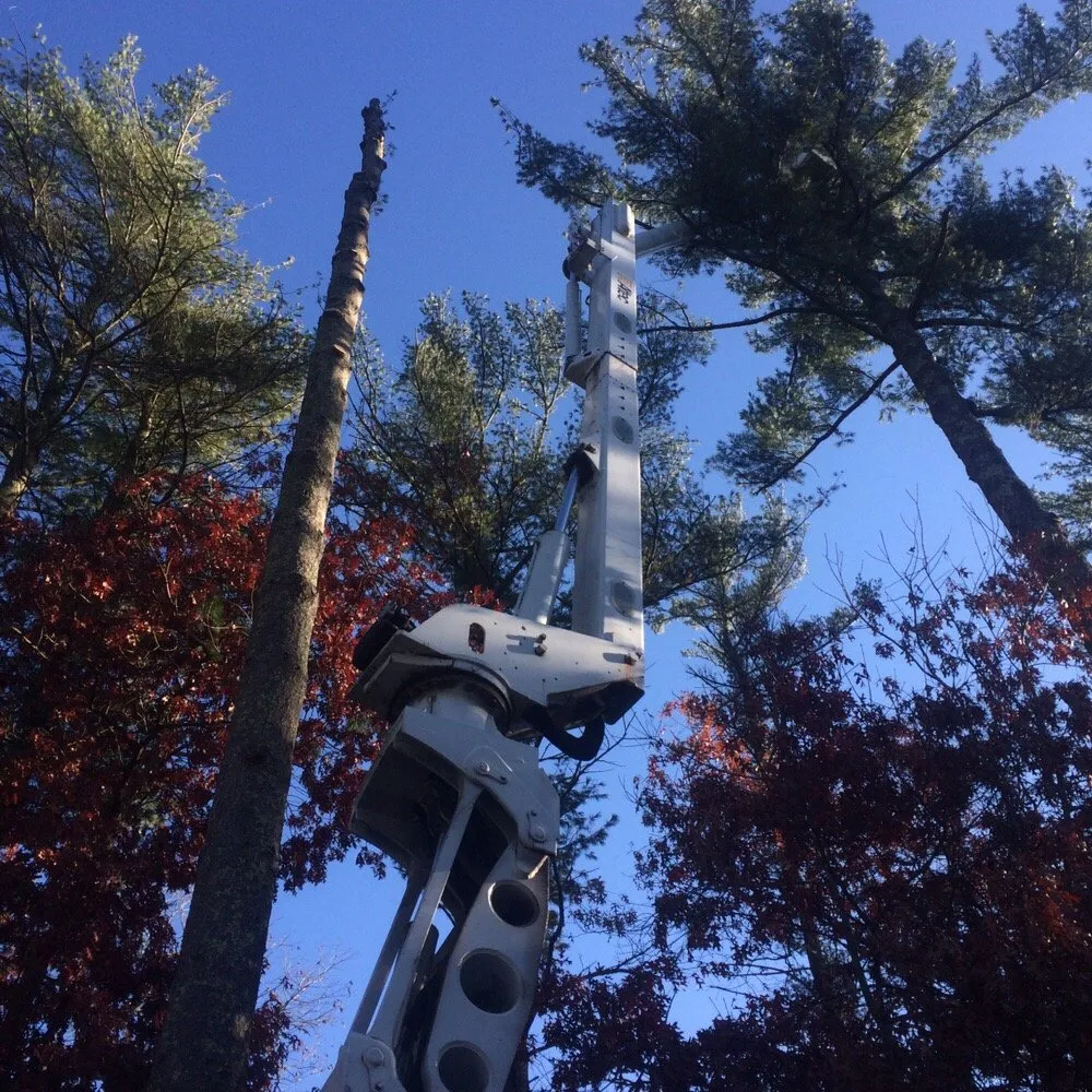 Reliable yard cleanup service for homes across Lakeville, MA - Beaver Tree Works