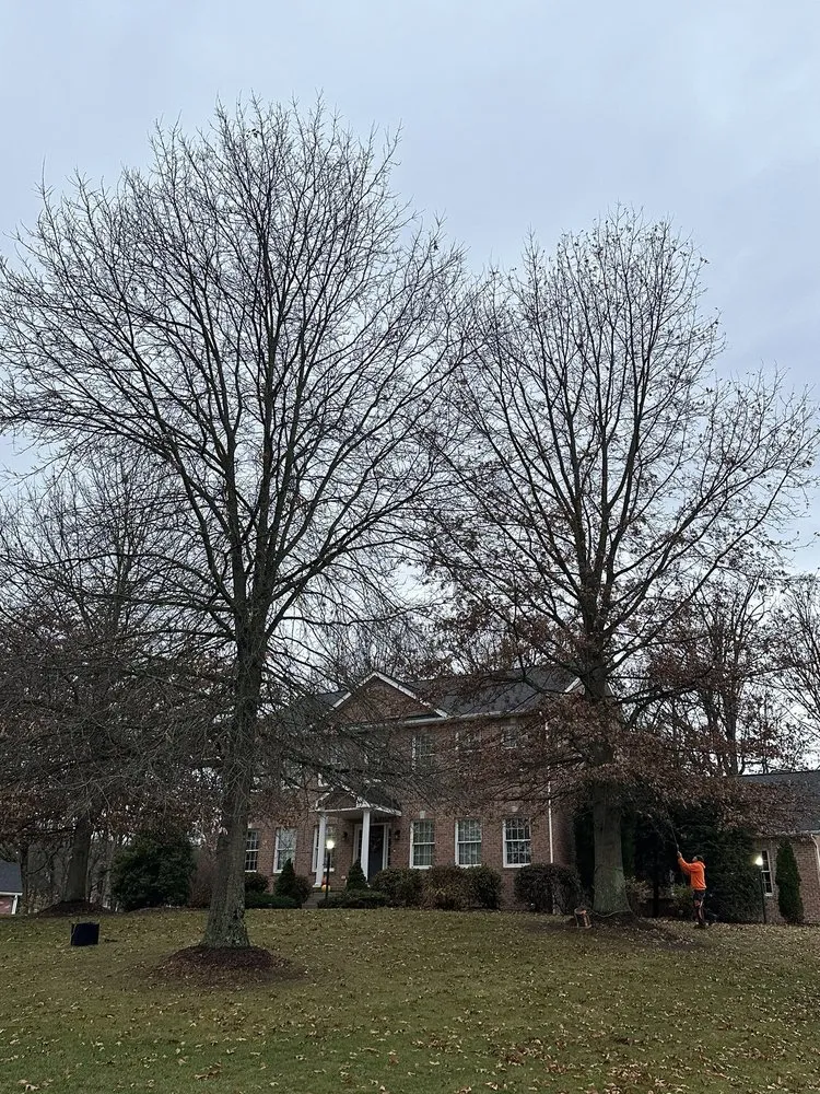 Local yard cleanup service for residential properties across Heights, PA - BeaverJack Tree Service