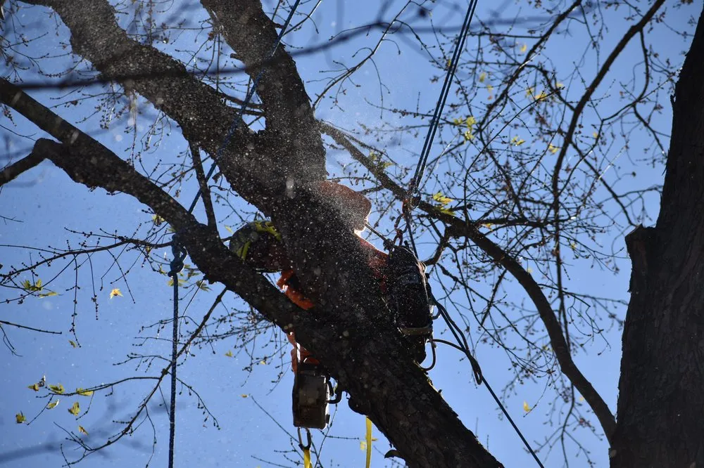 Professional garden landscaping experts serving Heights, PA - BeaverJack Tree Service