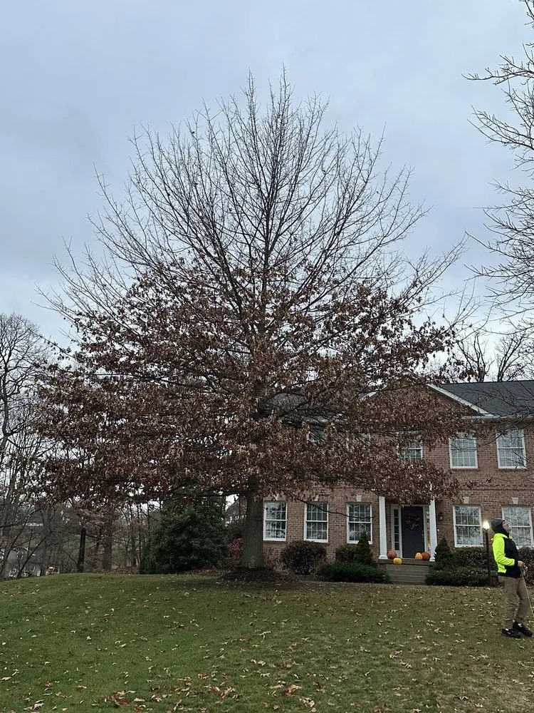 Professional lawn care service for beautiful yards in Heights, PA by BeaverJack Tree Service