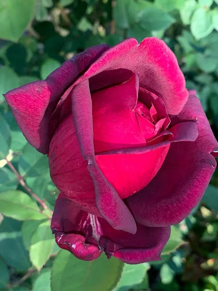 Local garden landscaping for residential properties across Wichita, KS - Beaver's Tree And Landscape