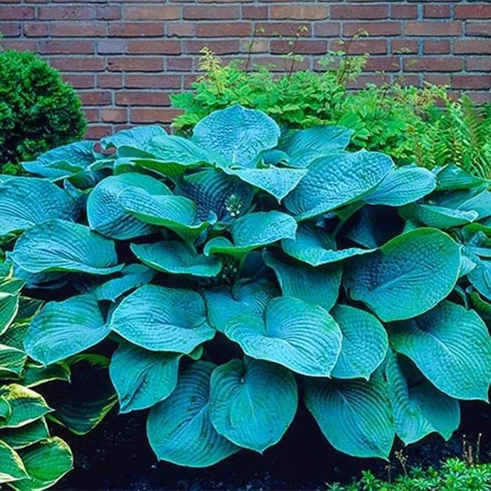 Custom lawn care service experts serving Wichita, KS - Beaver's Tree And Landscape