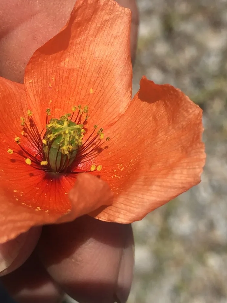 Affordable yard maintenance in Wichita, KS - Beaver's Tree And Landscape