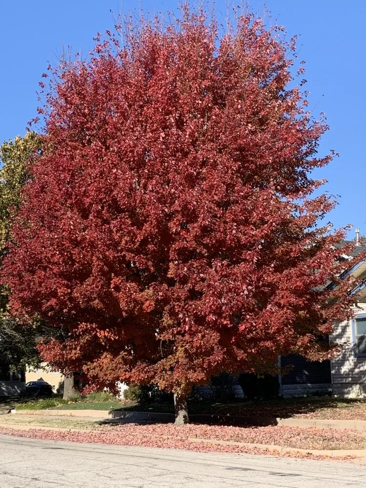 Custom outdoor landscaping in Wichita, KS - Beaver's Tree And Landscape