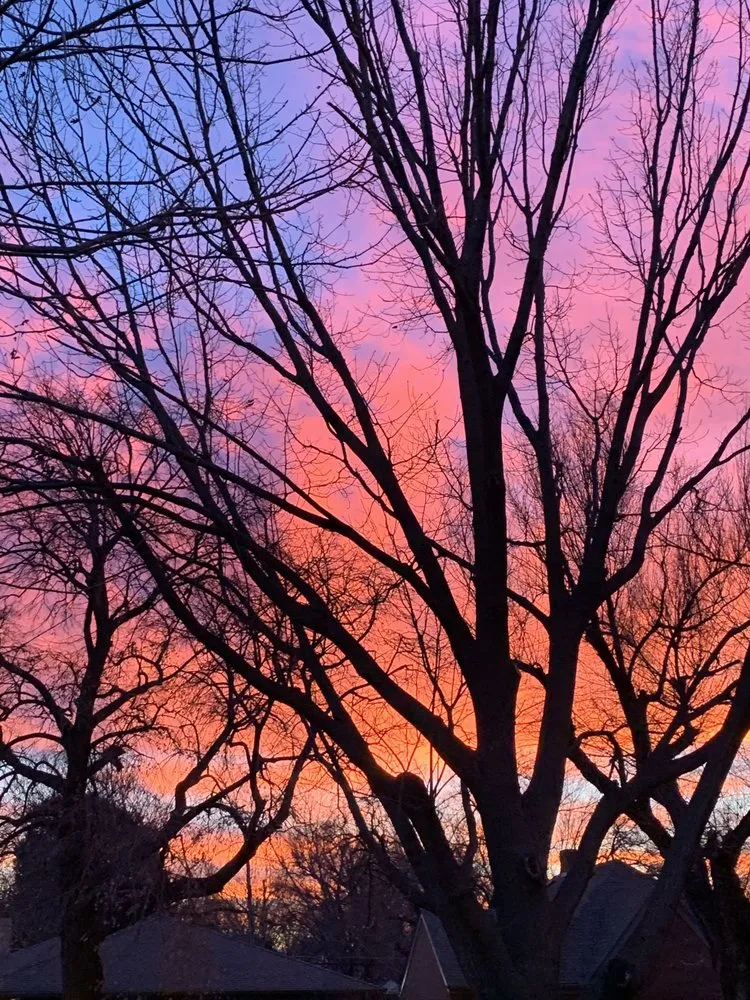 Custom yard cleanup service in Wichita, KS - Beaver's Tree And Landscape