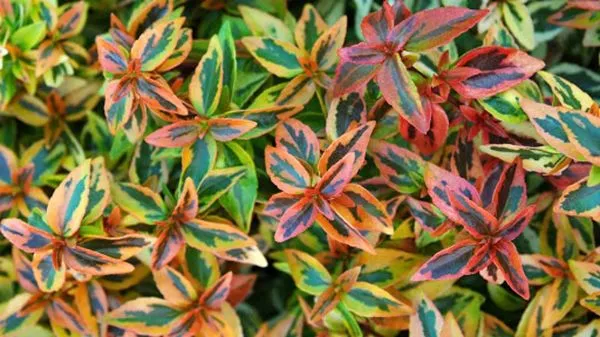 Beaver's Tree And Landscape Logo