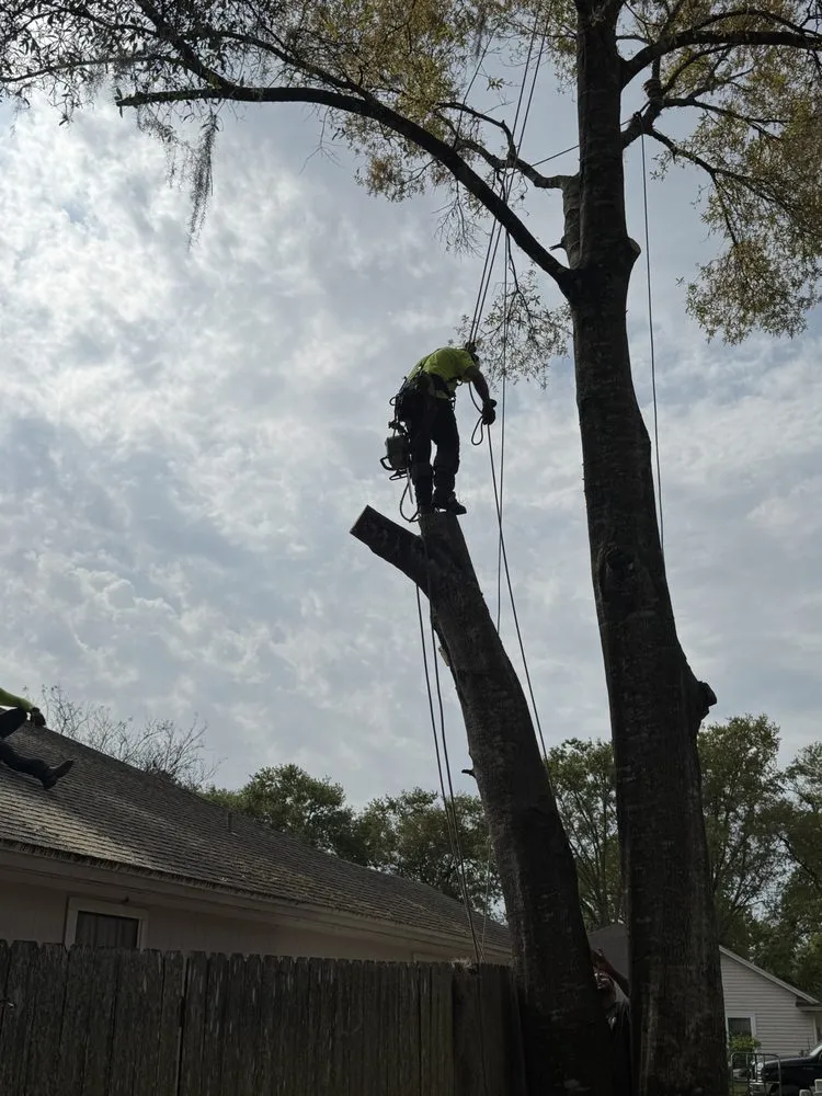 Affordable landscape design for year-round maintenance in Salt Springs, FL by Beavers Tree Professionals