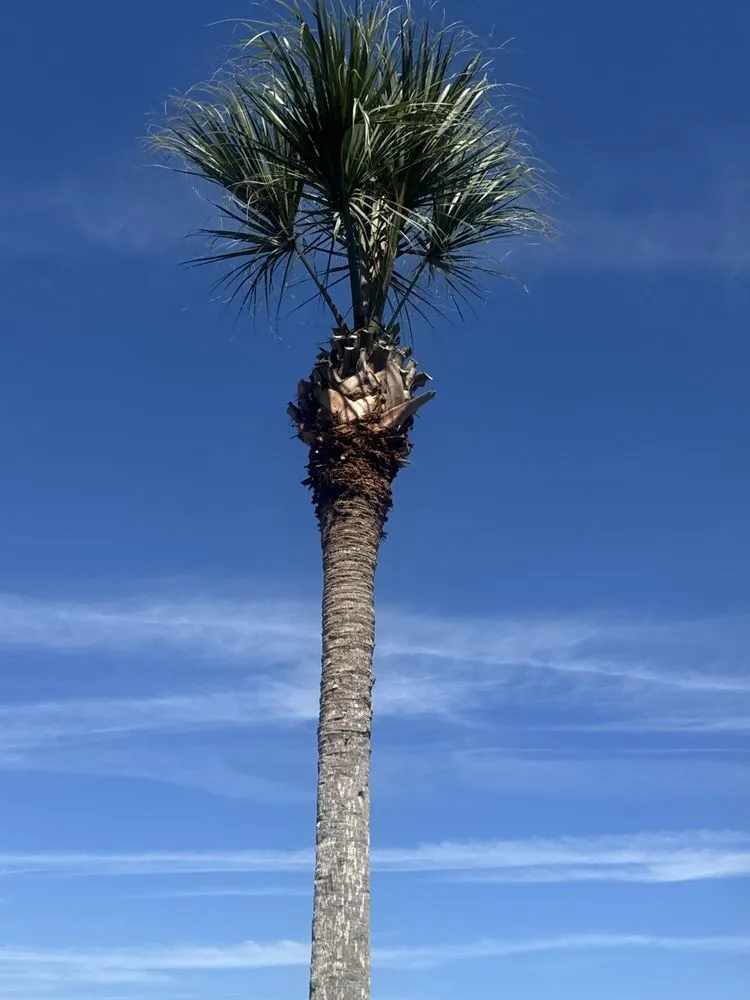 Affordable landscaping services in Salt Springs, FL - Beavers Tree Professionals