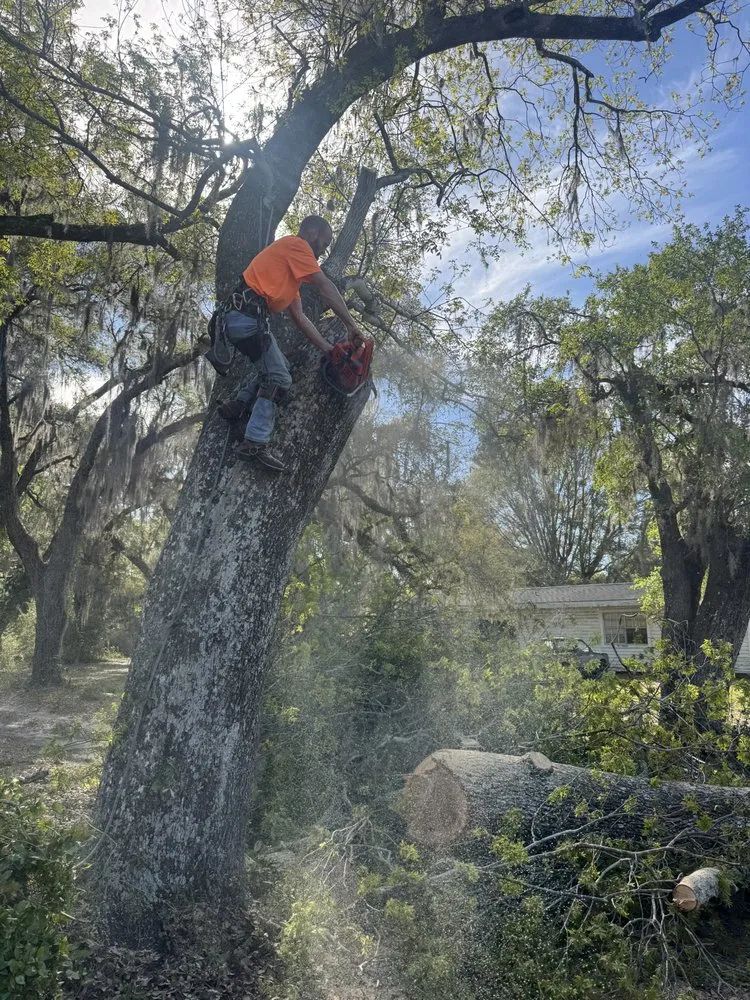 Reliable yard cleanup service near you in Salt Springs, FL by Beavers Tree Professionals