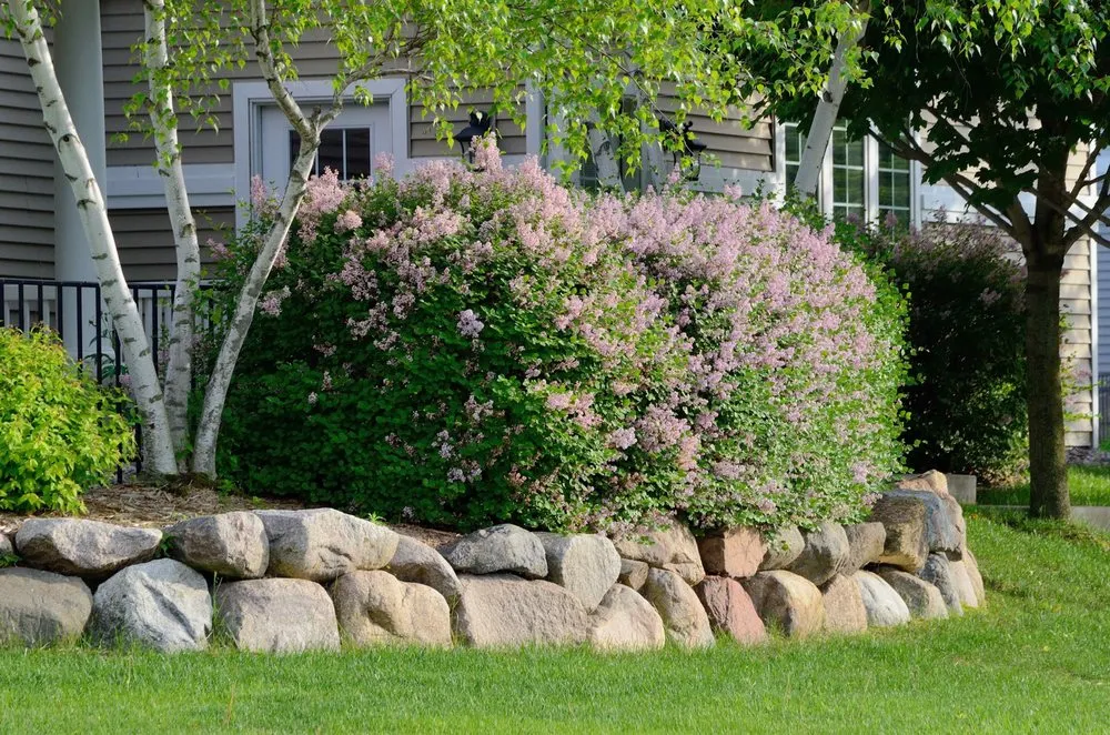 Professional lawn care service in Beaverton, OR - Beaverton Landscape Design and Installation