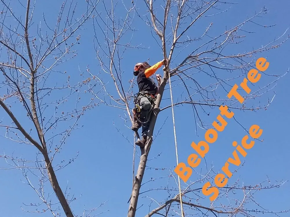 Expert landscaping services in Foosland, IL - Bebout Tree Service