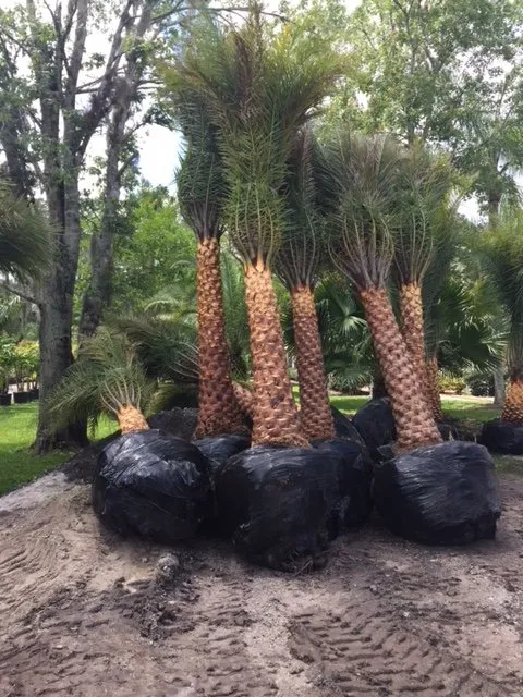 Trusted landscape installation in Daytona Beach, FL by Beck Outdoors Garden and Design Center