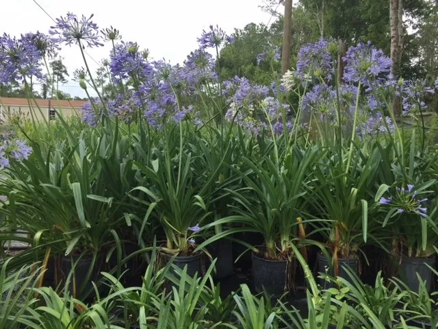 Trusted garden landscaping in Daytona Beach, FL by Beck Outdoors Garden and Design Center