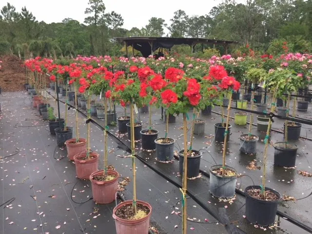 Professional landscape installation near you across Daytona Beach, FL - Beck Outdoors Garden and Design Center