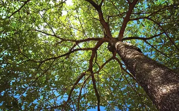 Professional residential landscaping experts serving Bloomington, IL - Becker Tree Service