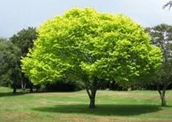 Reliable lawn care service in Levittown, PA - Becker Tree Service