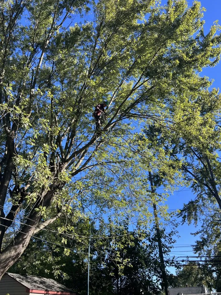 Reliable yard cleanup service experts serving Levittown, PA - Becker Tree Service