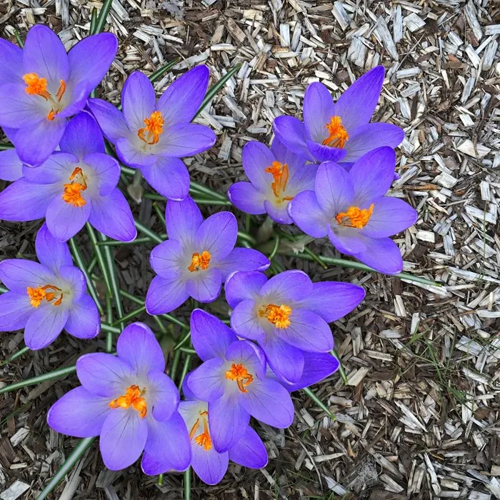 Local residential landscaping in Winthrop Harbor, IL by Becker's Landscaping Services