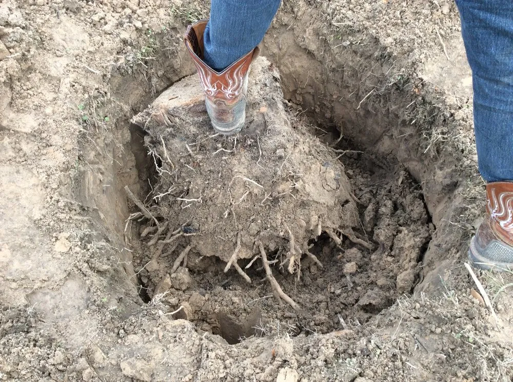 Professional yard maintenance in Magnolia, TX - Becker's Quality Tree Service & Landscaping