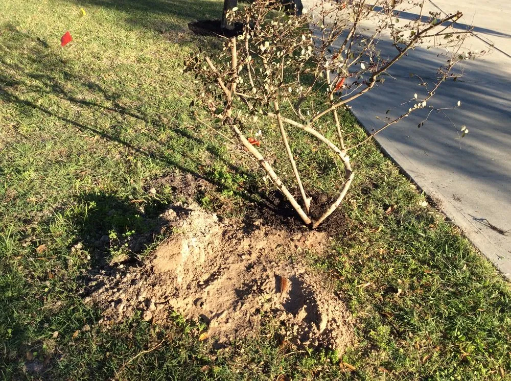 Trusted yard cleanup service in Magnolia, TX by Becker's Quality Tree Service & Landscaping