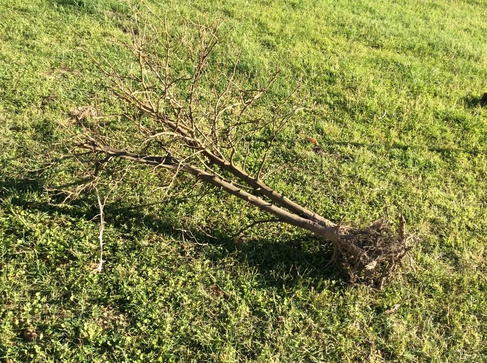 Local landscape design for homes in Magnolia, TX by Becker's Quality Tree Service & Landscaping