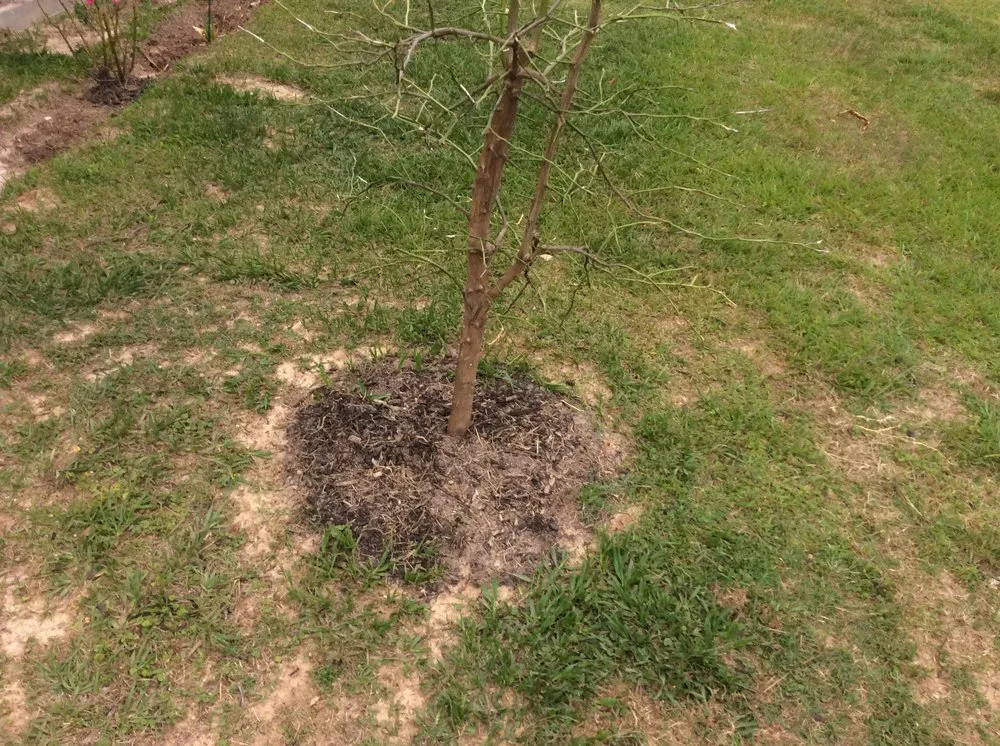 Top-rated yard maintenance experts serving Magnolia, TX - Becker's Quality Tree Service & Landscaping