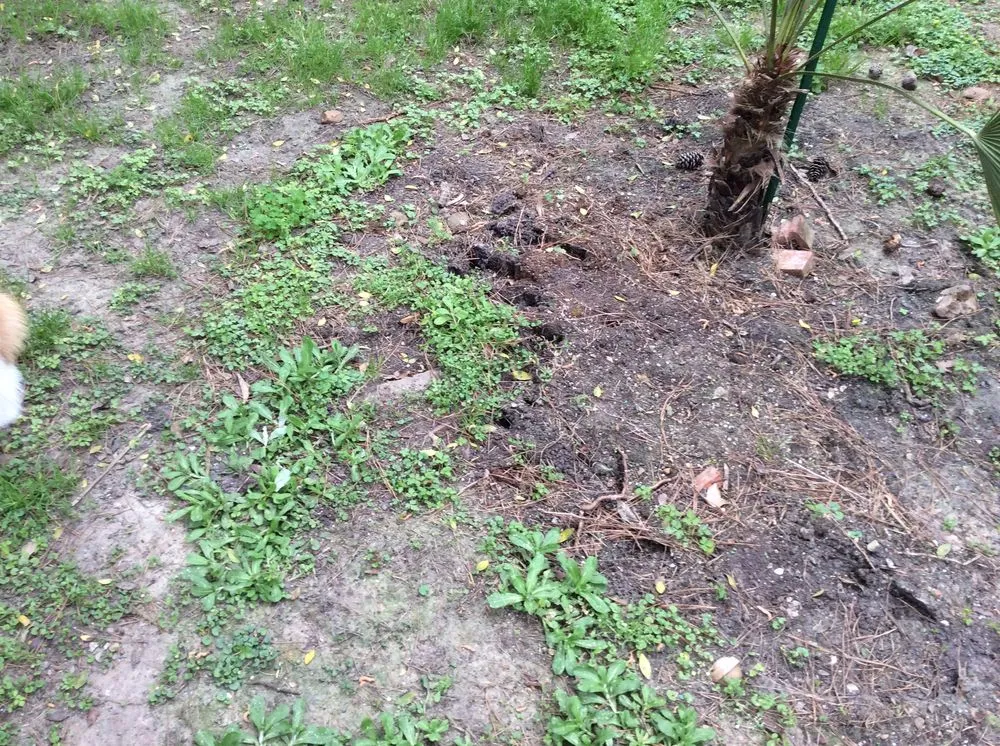 Reliable yard maintenance in Magnolia, TX - Becker's Quality Tree Service & Landscaping