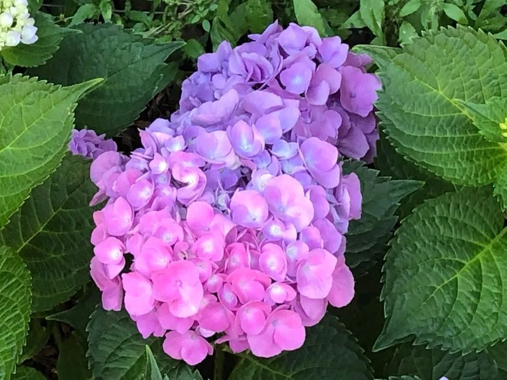 Reliable landscape design experts serving Perrysburg, OH - Beckford's Lawn & Landscape