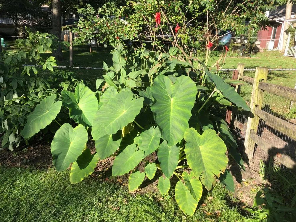 Expert outdoor landscaping in Perrysburg, OH by Beckford's Lawn & Landscape