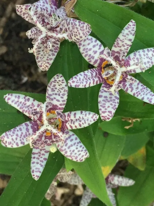 Trusted landscape design in Perrysburg, OH - Beckford's Lawn & Landscape