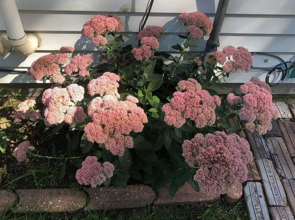 Custom yard maintenance in Perrysburg, OH by Beckford's Lawn & Landscape