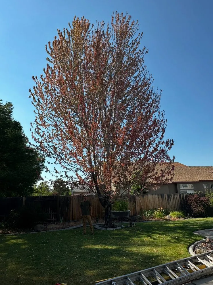 Reliable lawn care service in Reno, NV - Becks Lawn And Care