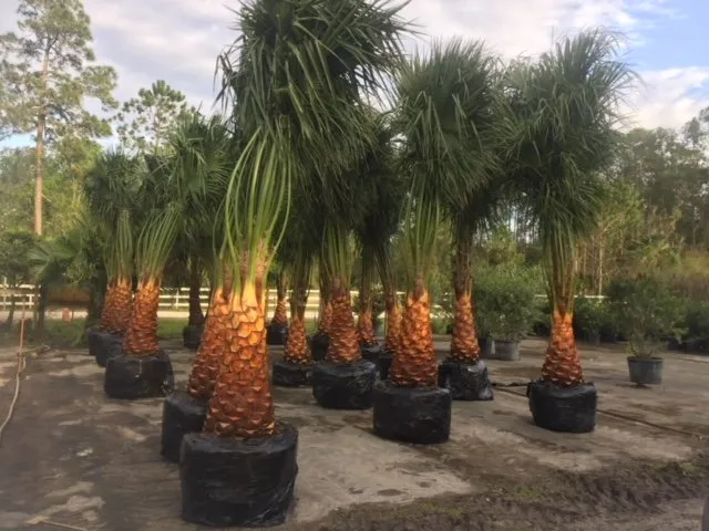 Local lawn care service experts serving Port Orange, FL - Beck's Nursery, Landscape & Pavers