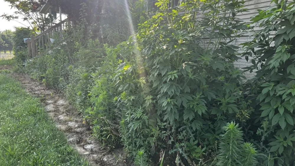 Local yard maintenance in Brownstown Township, MI - Becky’s Weed Pulling Service